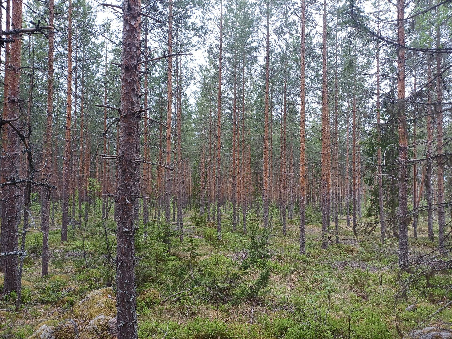 Konginkangas, Metsätiensuu 992-460-4-350 1