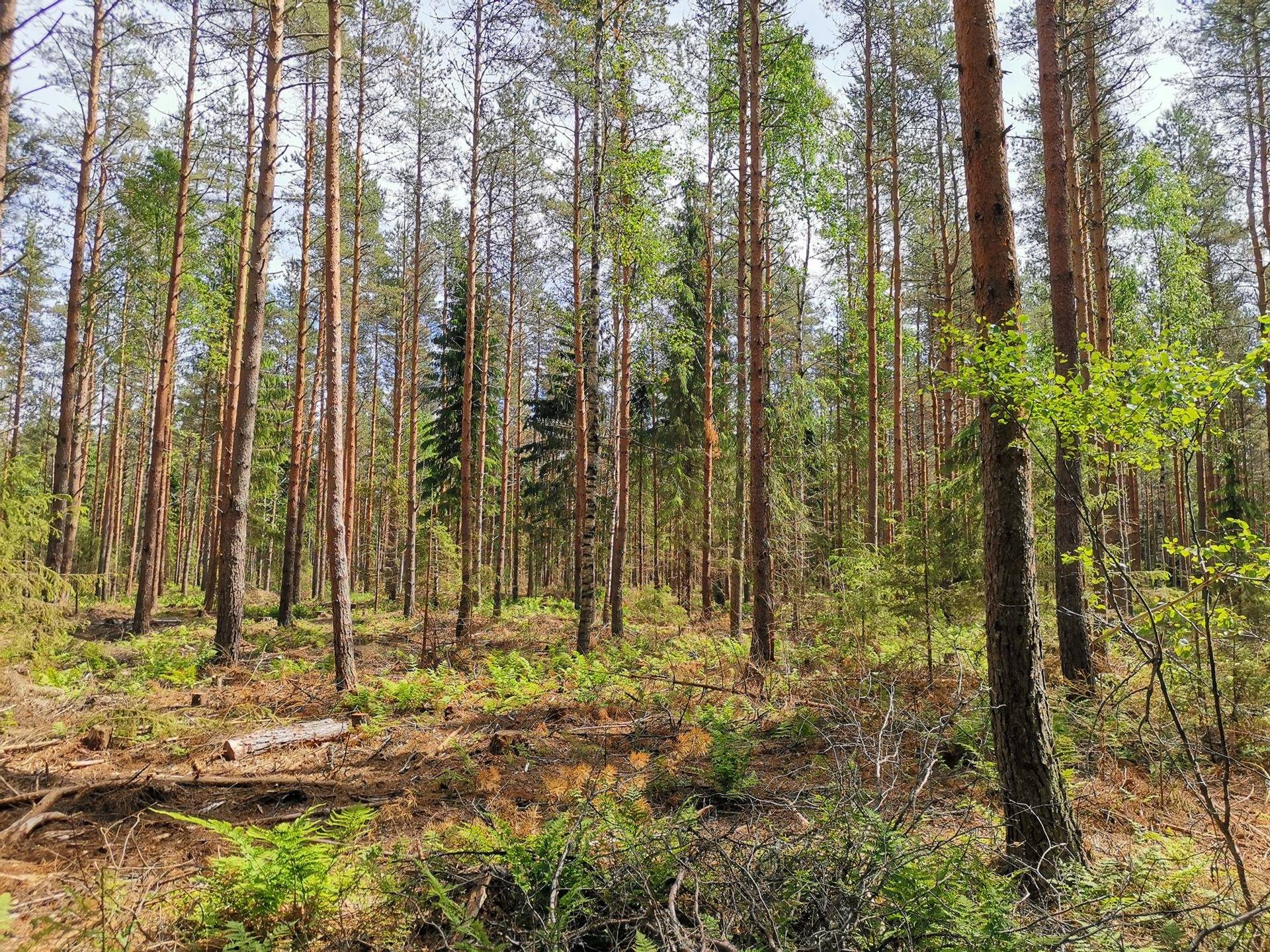 Metsätila(Määräala), noin 6,5 ha; Vesola; 503-480-2-23 Mynämäki, Aulijärventie. 1