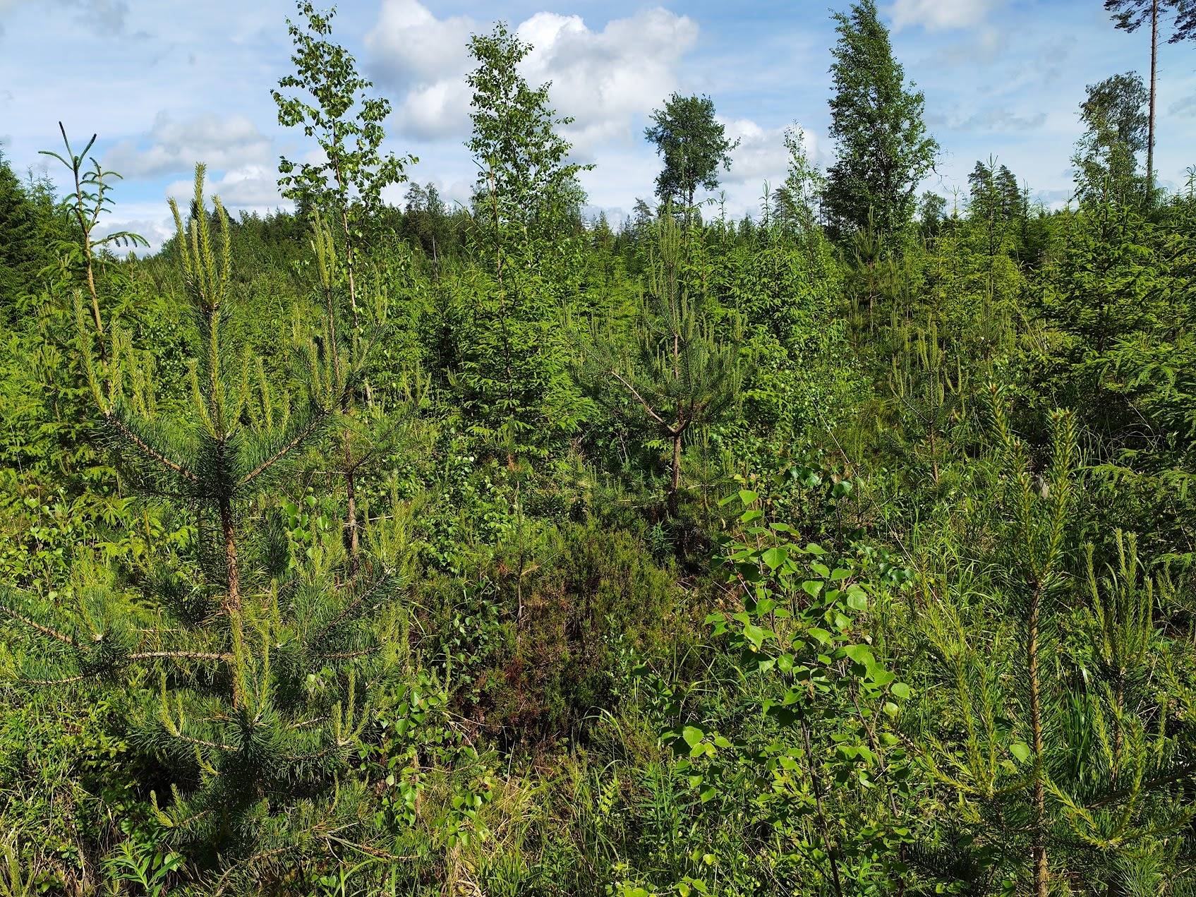 Mäntylä 489-410-3-51 (kaksi määräalaa) 1