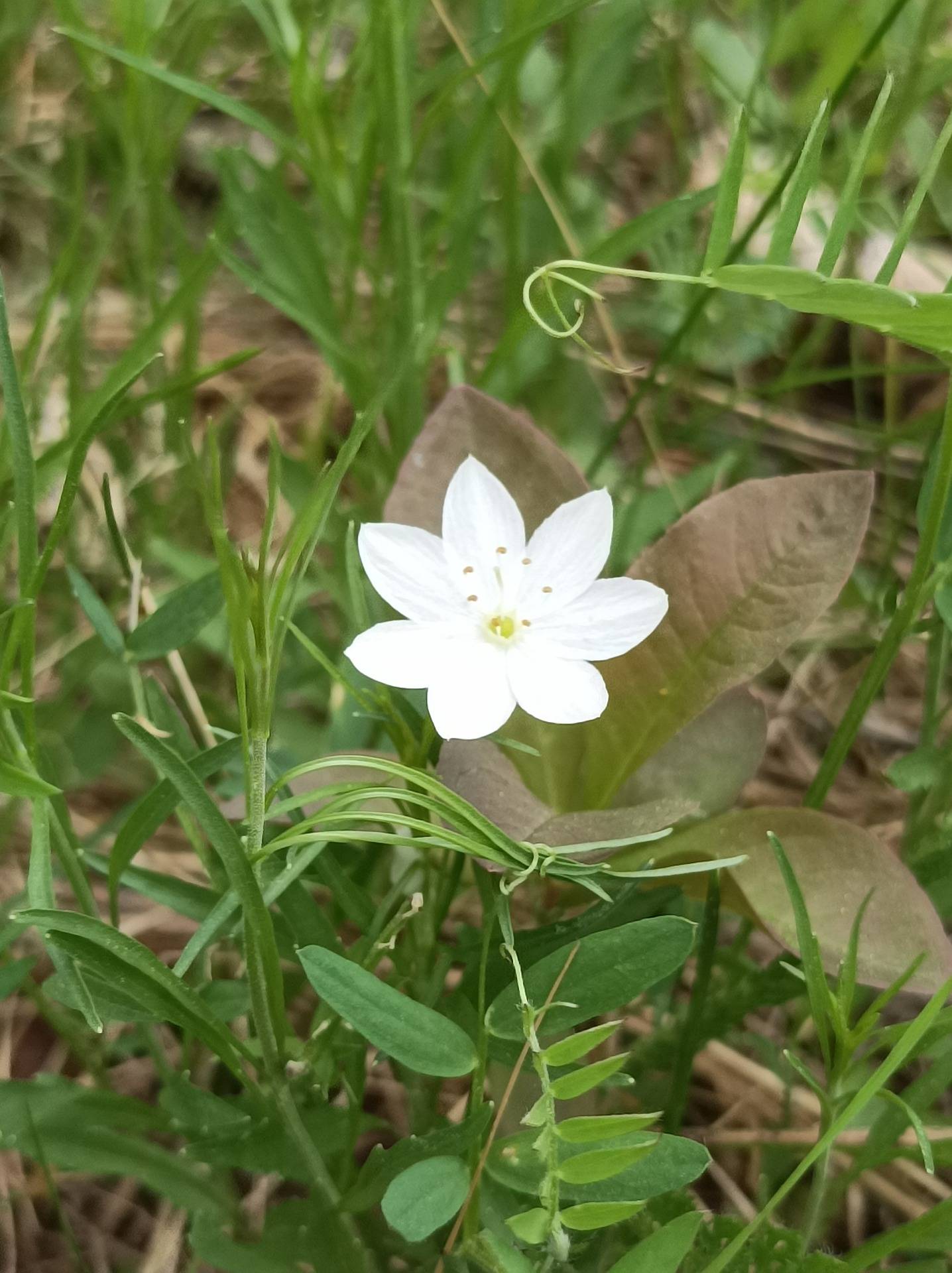 Kuusamon yhteismetsä osuus 1