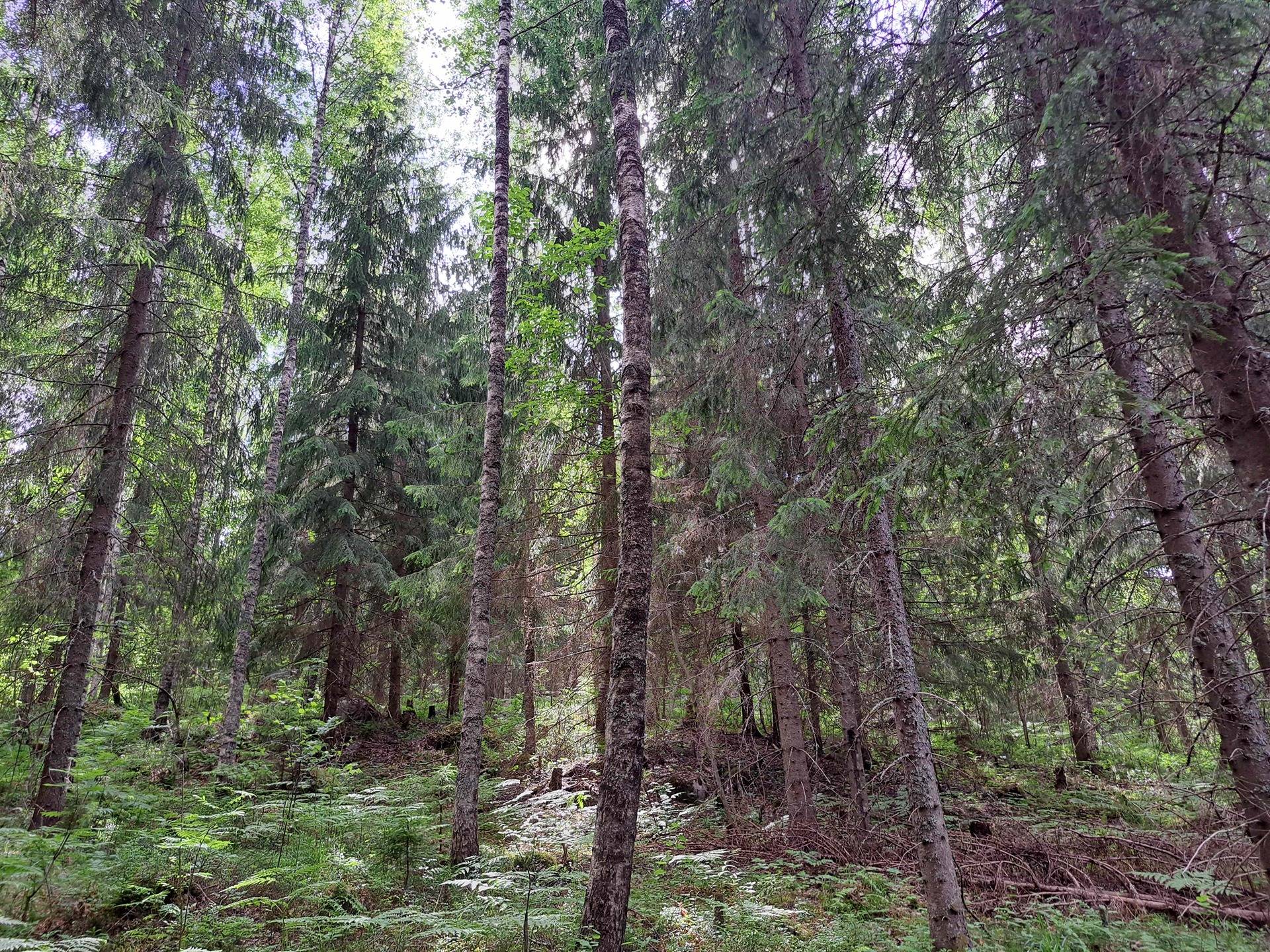 Koivuranta 286-448-1-185(määräala) 1