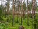 Kinnaslampi 491-508-2-28 1