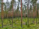 Joussaari 489-409-9-17 ja Joussaari I 489-409-9-20 1