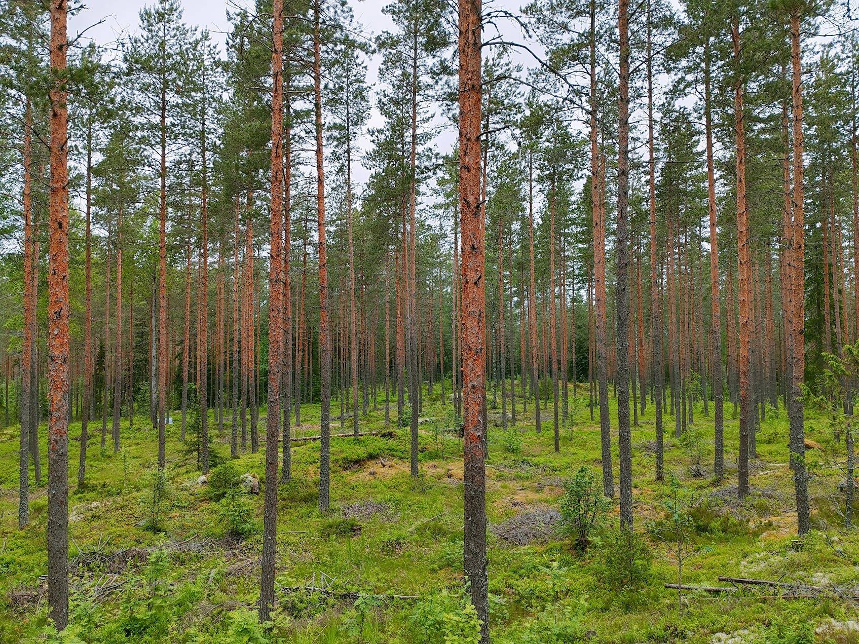 Joussaari 489-409-9-17 ja Joussaari I 489-409-9-20 1