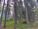 Metsälä 689-431-6-32, määräala 1