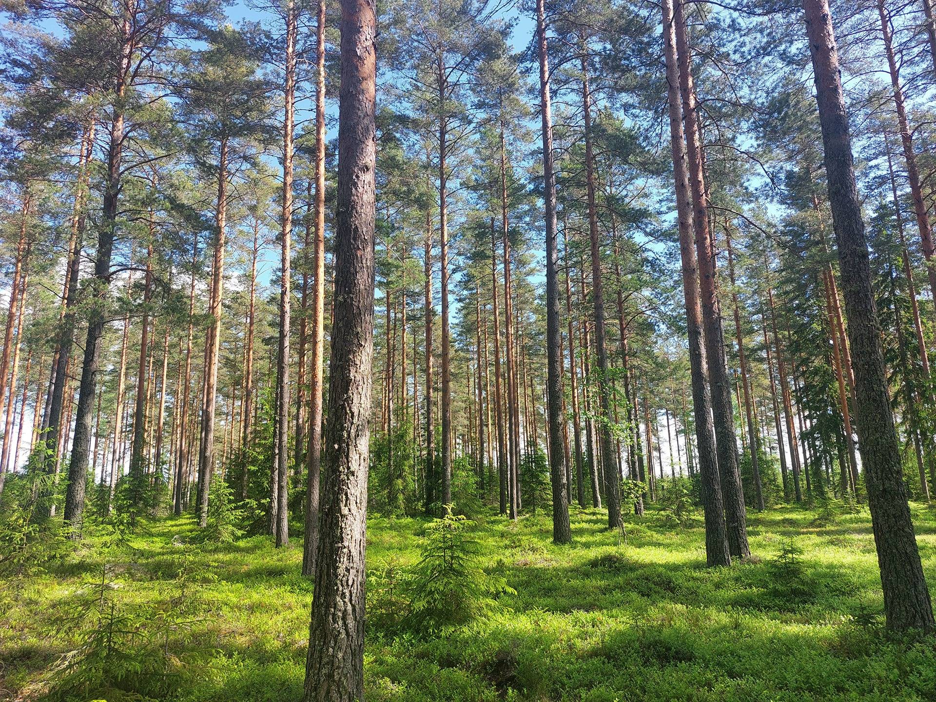 Suninkuusikko 416-435-8-45 1