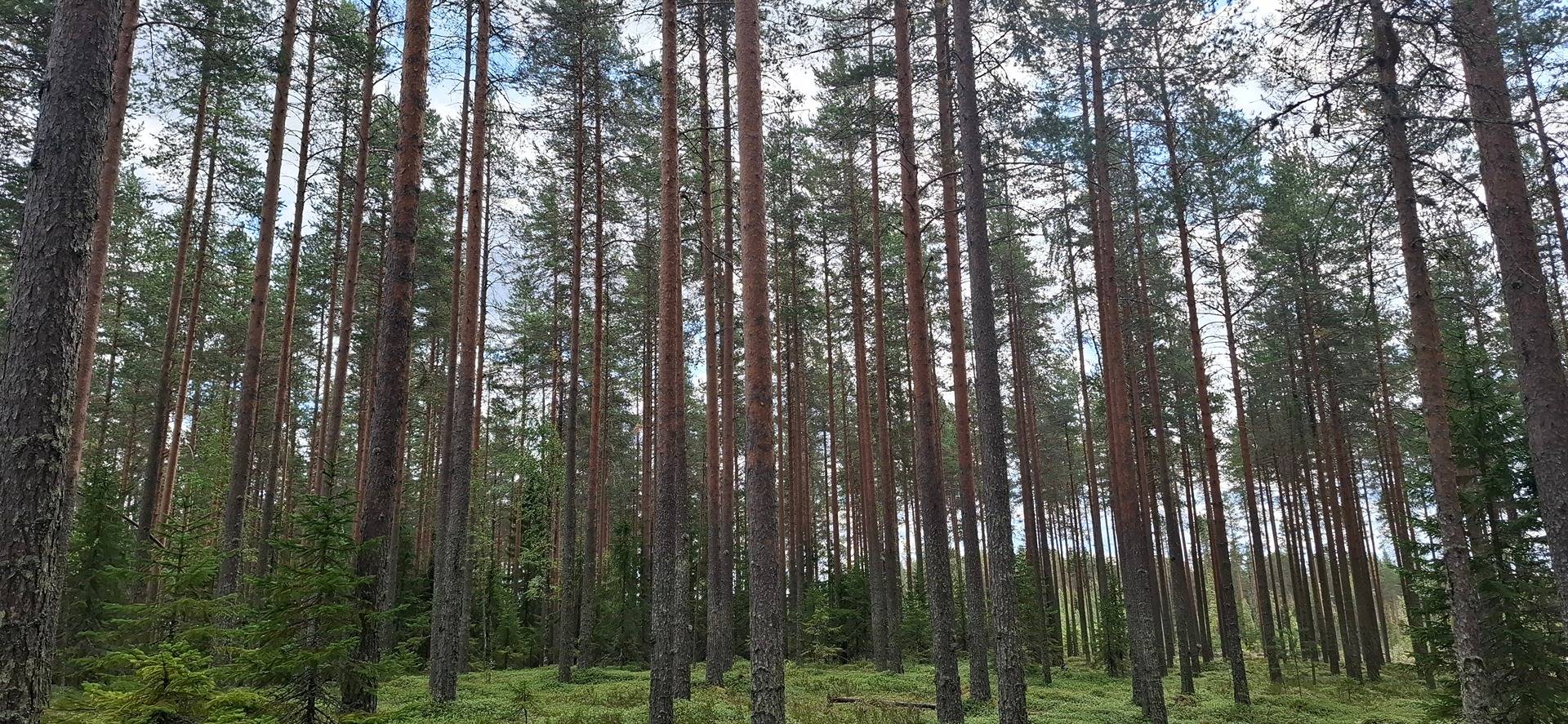176-411-9-19 KUORMUVAARA, Polvela, Myyjä pidättää määräalan 1