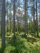 Metsätila: 15,019 ha; Rantapelto; 50-435-1-18, Eura, Kiukainen, Ryssäntornin metsätie 1