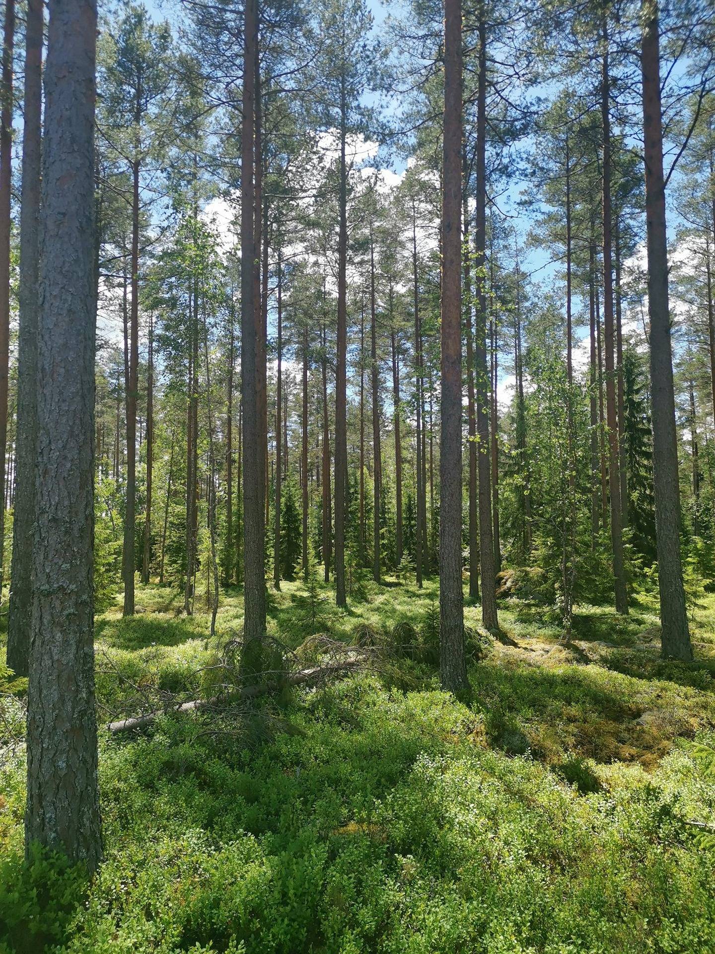 Metsätila: 15,019 ha; Rantapelto; 50-435-1-18, Eura, Kiukainen, Ryssäntornin metsätie 1