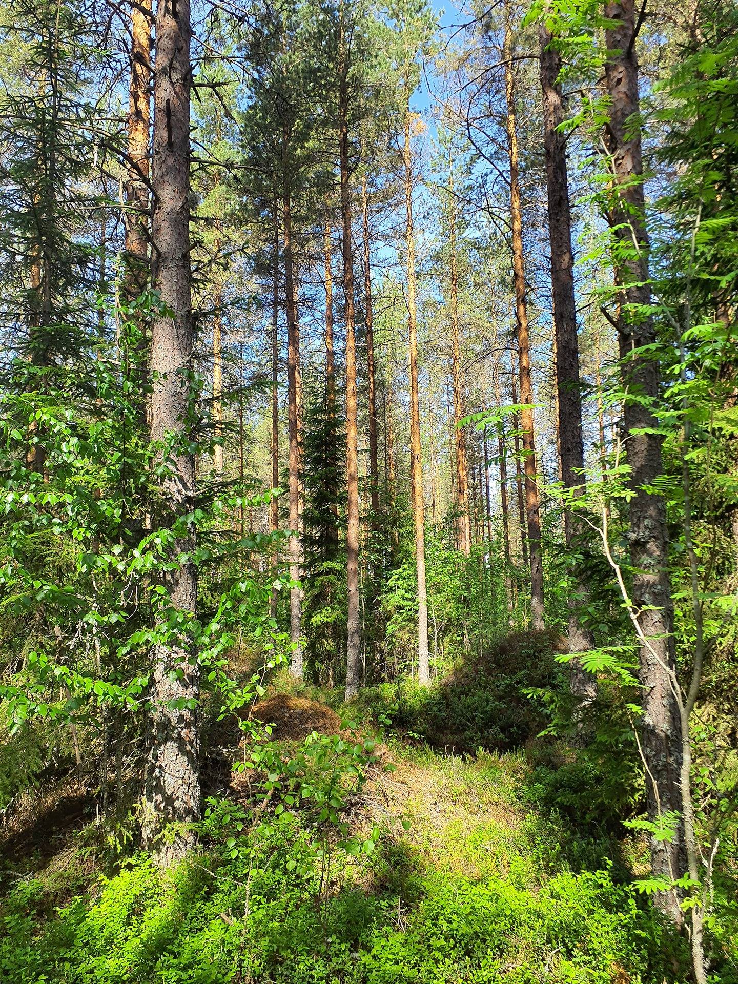 Metsätila Karviassa, Perämetsä 1