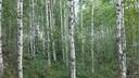 Kirkkokallio, Hirvelä, Kiviharju 2 1