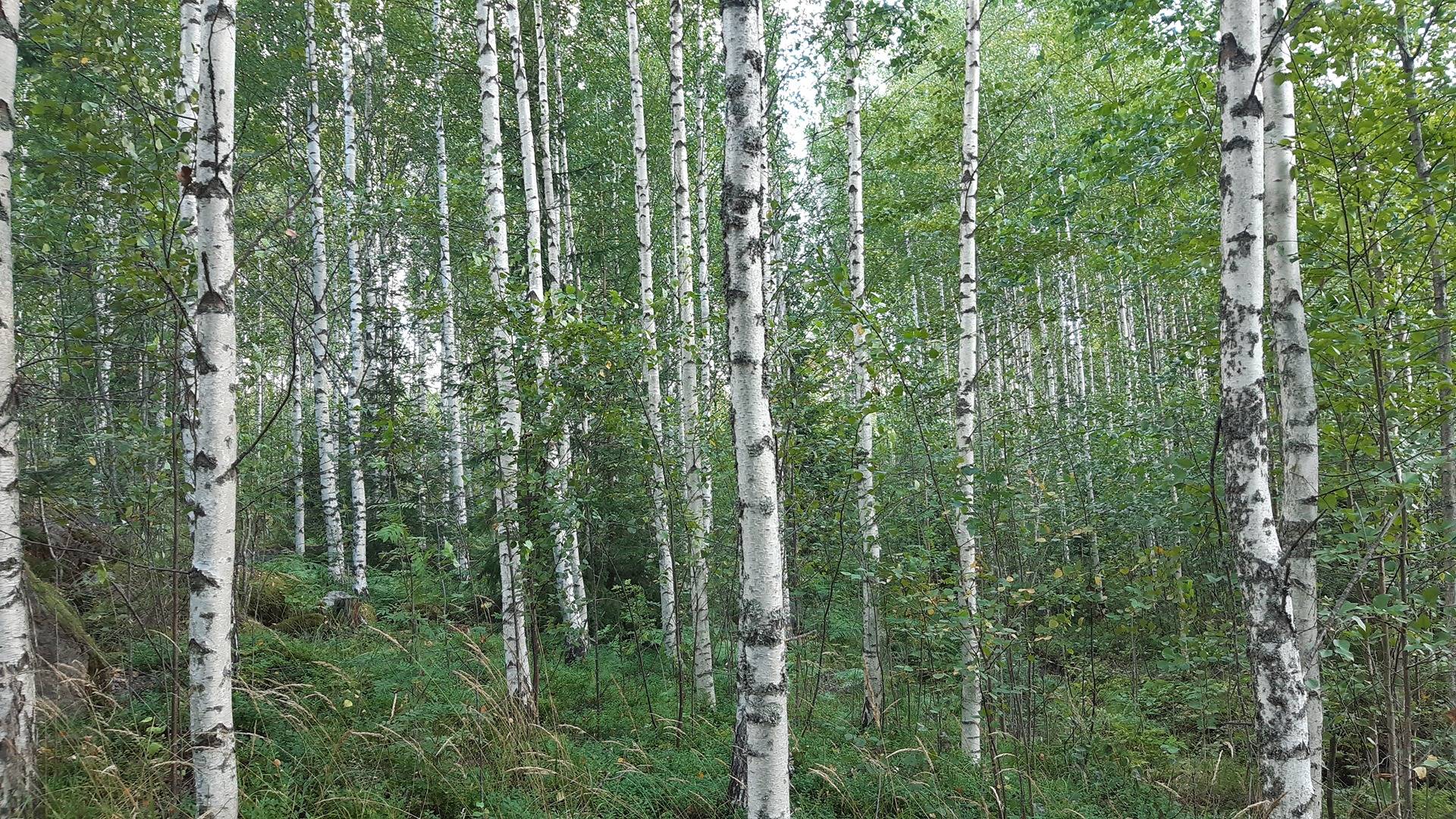 Kirkkokallio, Hirvelä, Kiviharju 2 1