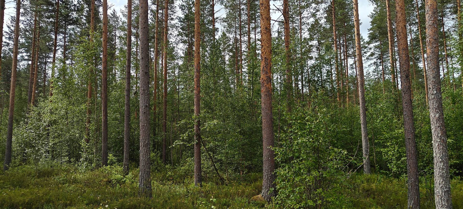 Seinäjoki, TEVANIEMI 743-413-19-6 1