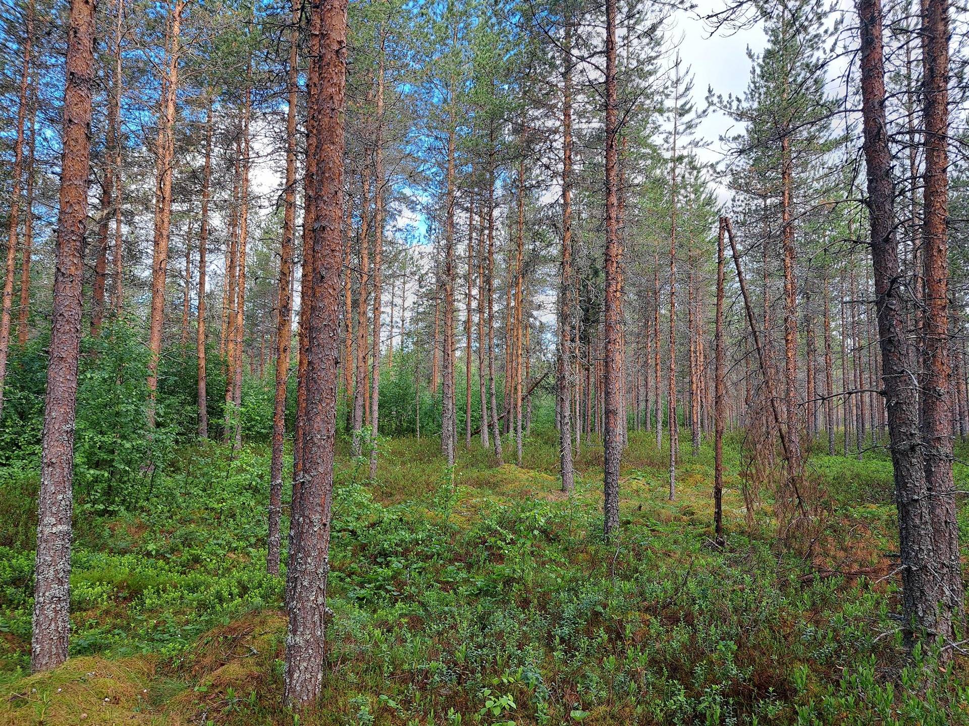 Männistö 71-401-2-42 1