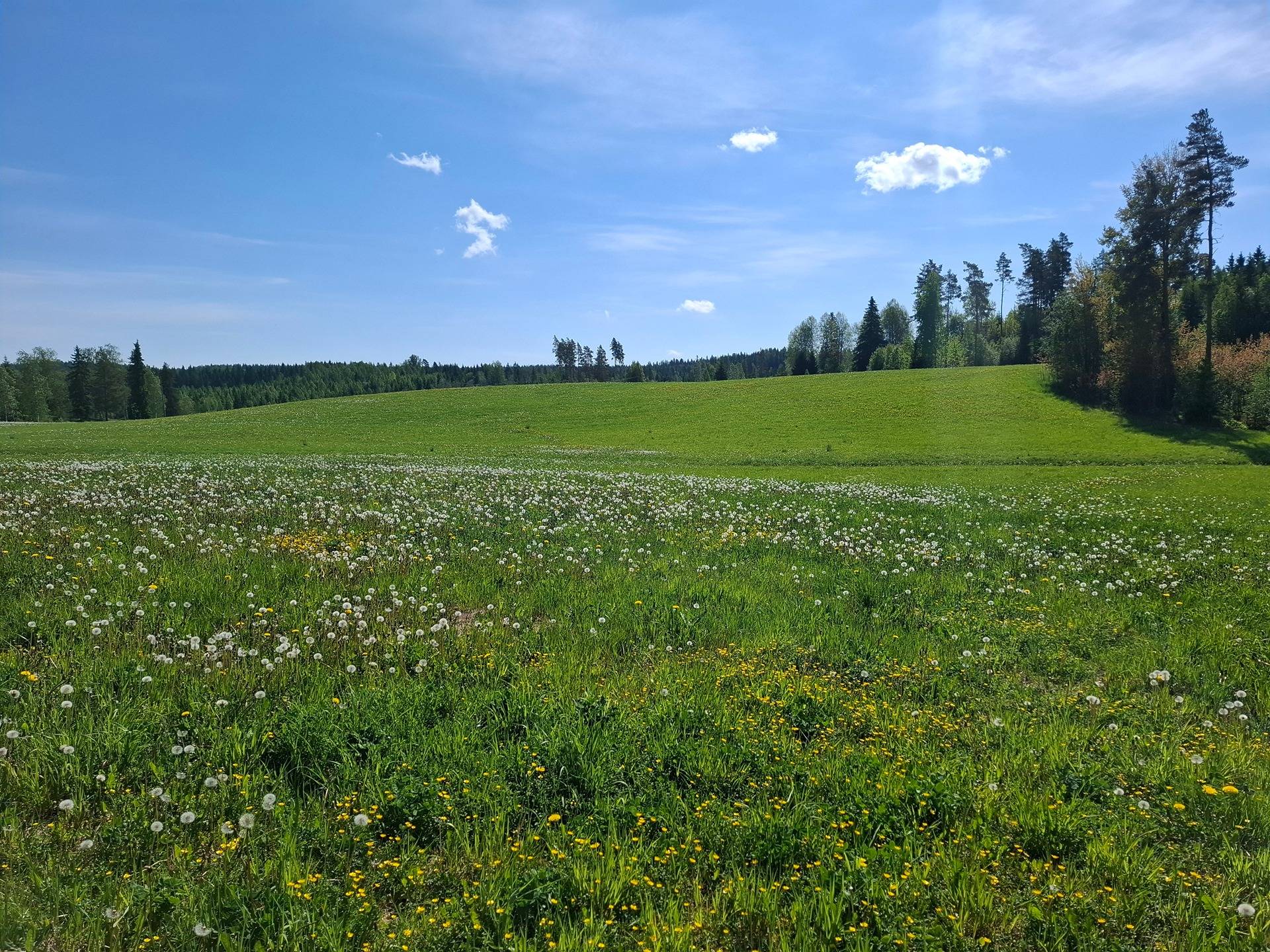 JOKILUHTA 108-416-8-3 ja 108-416-3-44 ( peltoa ja metsää) 1