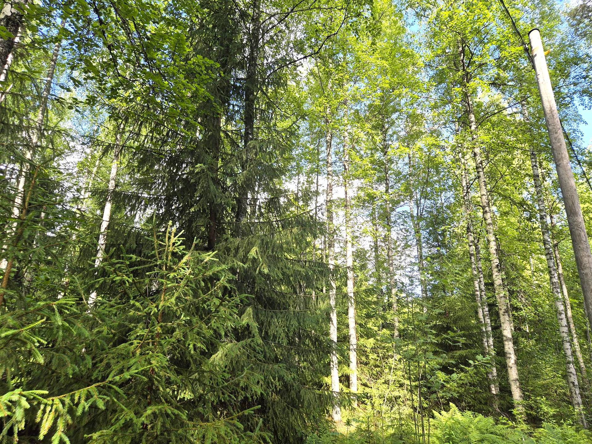 Mäkivaara 1:8 1