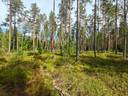 Vallskog 32:65 och/ja del av/osa Manngård 32:29, Lappfjärd/Lapväärtti 1