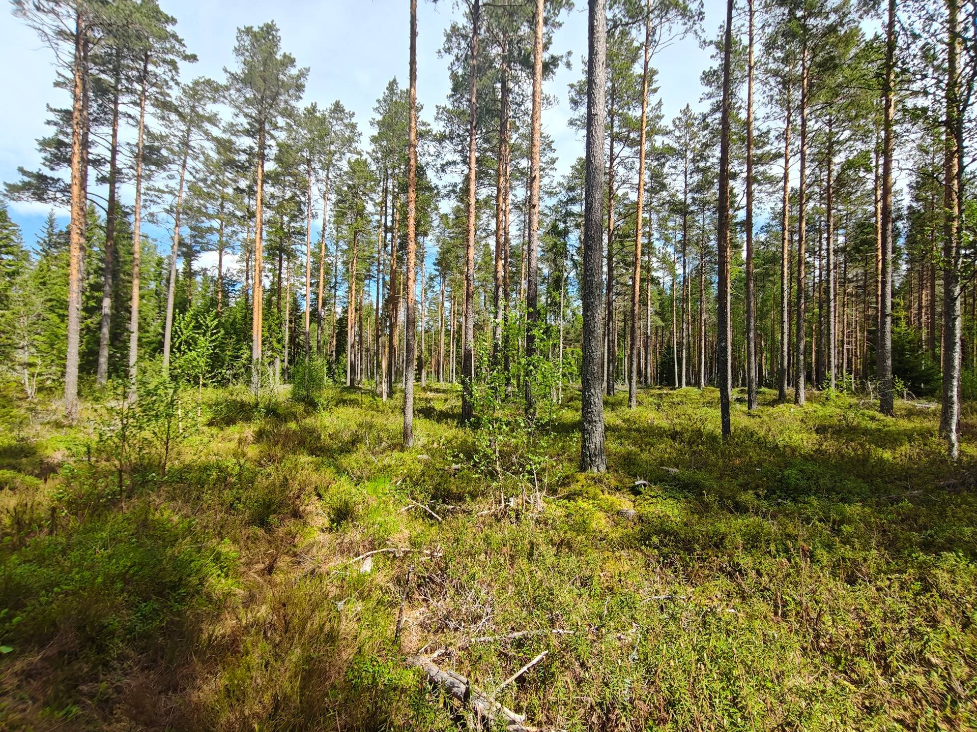 Vallskog 32:65 och/ja del av/osa Manngård 32:29, Lappfjärd/Lapväärtti 1