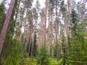 Kortesjärvi HIETARANTA 3:154 metsäpalstat, yhteensä 13,8 ha 1