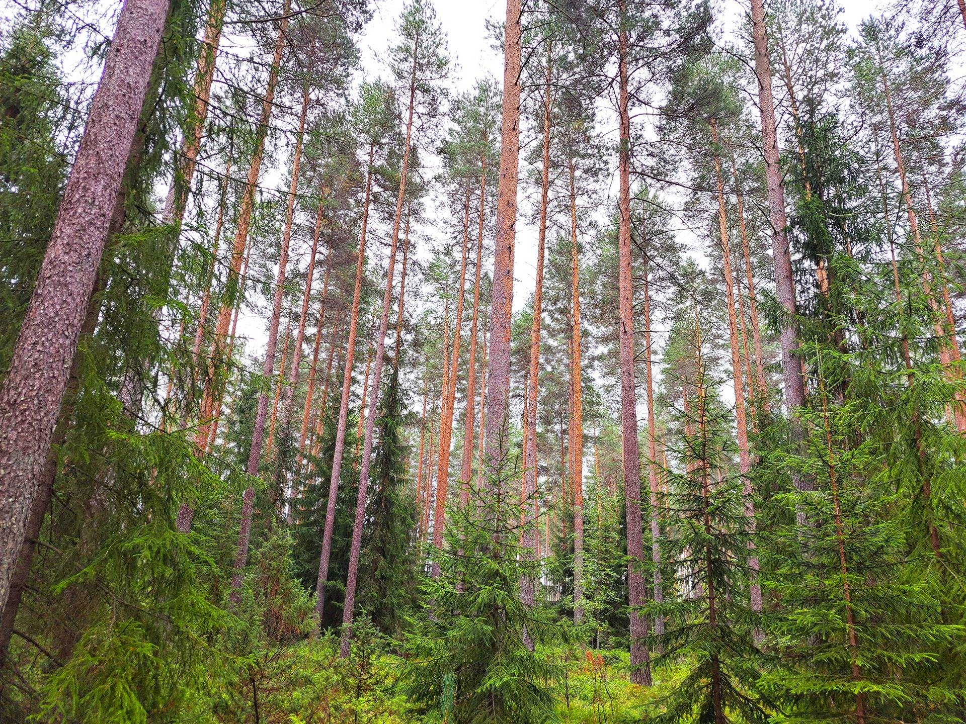 Kortesjärvi HIETARANTA 3:154 metsäpalstat, yhteensä 13,8 ha 1