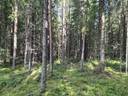 Metsätilat Ojansivu ja Peuramäki 1