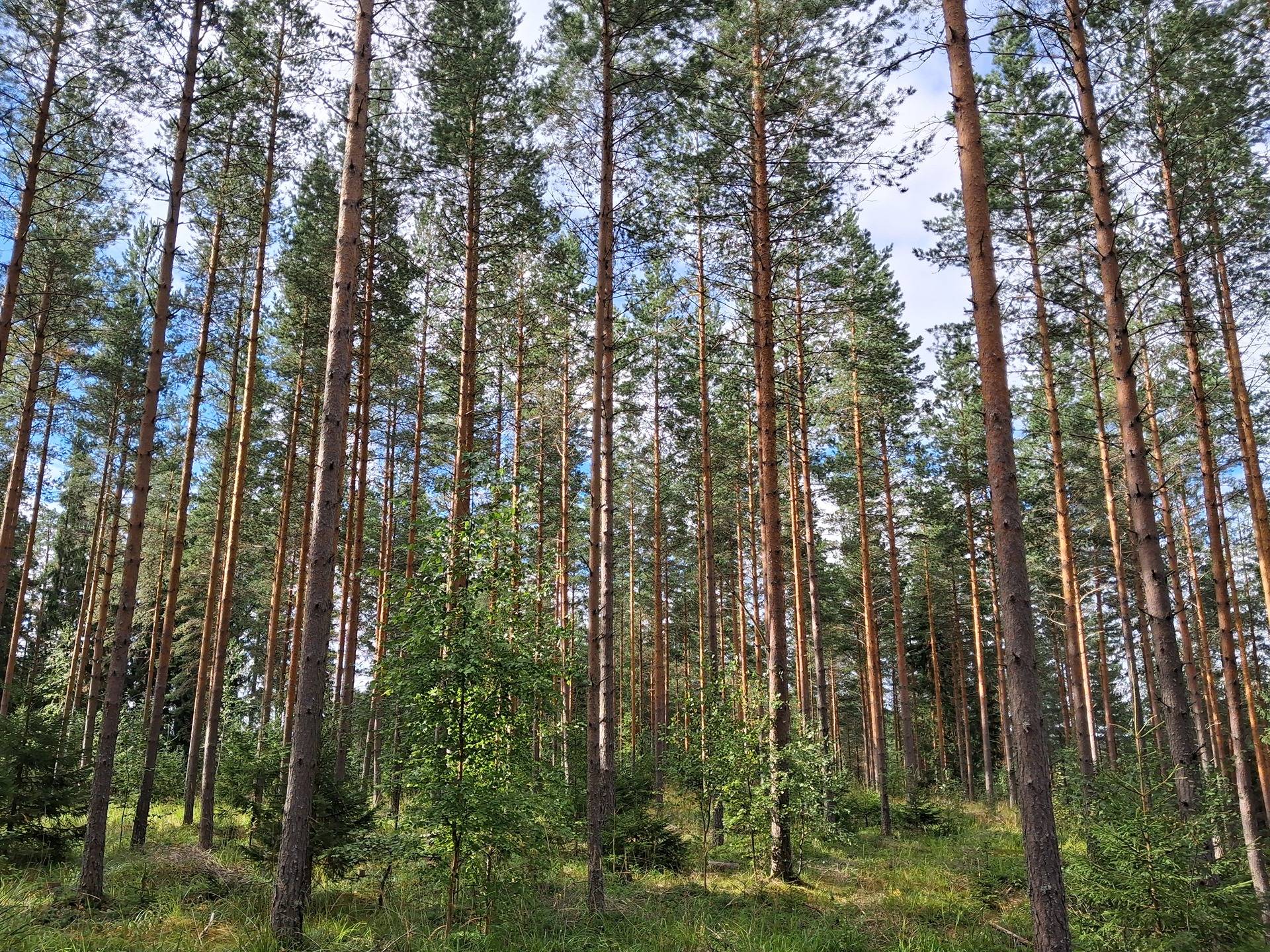 Metsätilat Suontausta 109-583-1-23, Hevonojanmetsä 109-583-1-113, Kettumäki 109-583-1-75, Kulomäki 109-583-1-136 ja Pursunjärven vahvistinasema 109-580-10-0 1