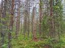 Lisä-Rinnepelto 698-402-154-10 1