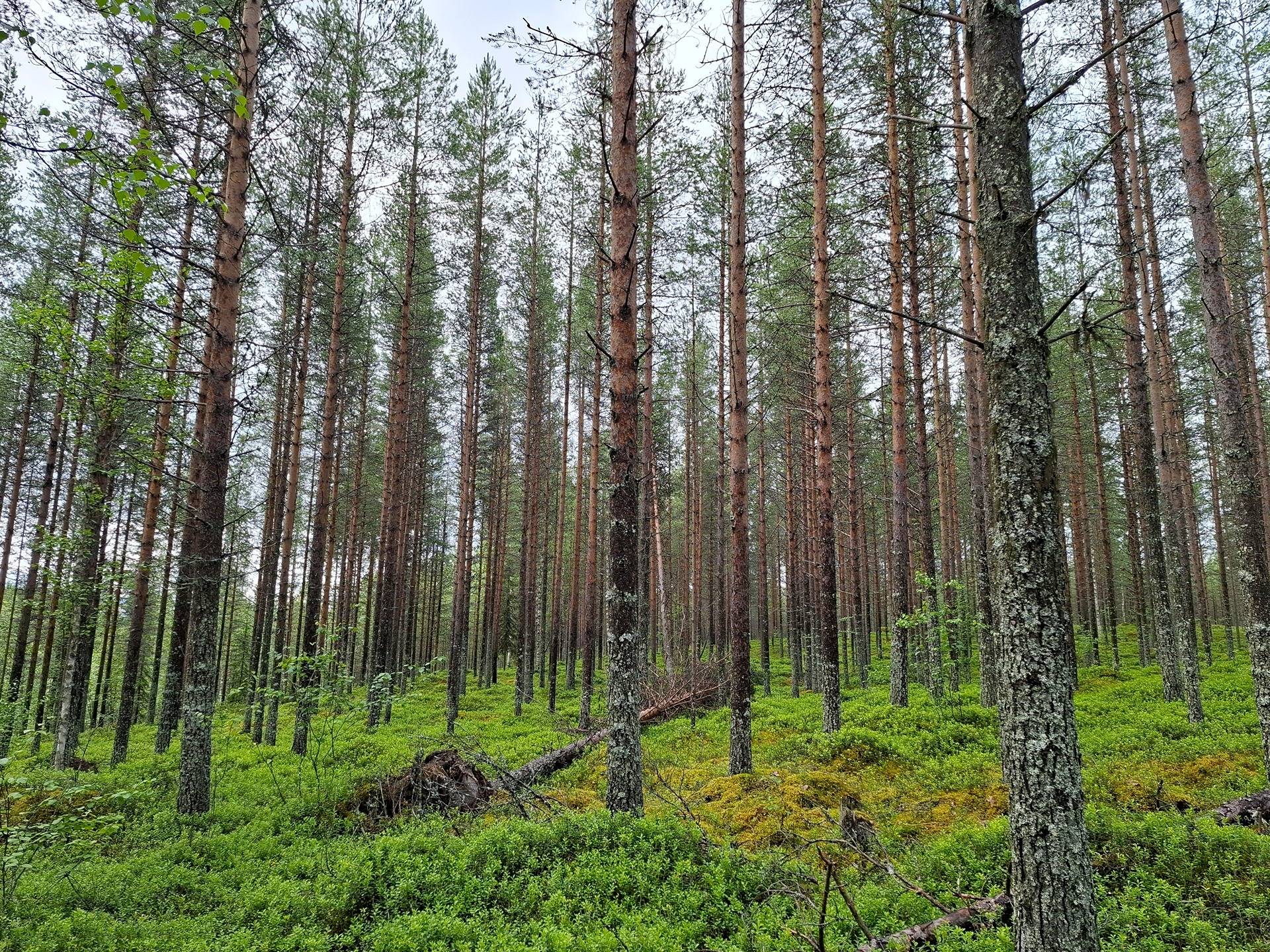 Haittasaari 320-401-155-0 määräala 1