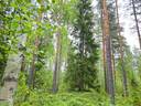 Halsua KORPI I 20:120 ja KORPI II 20:128 metsätilat yhteensä 58,0 ha 1