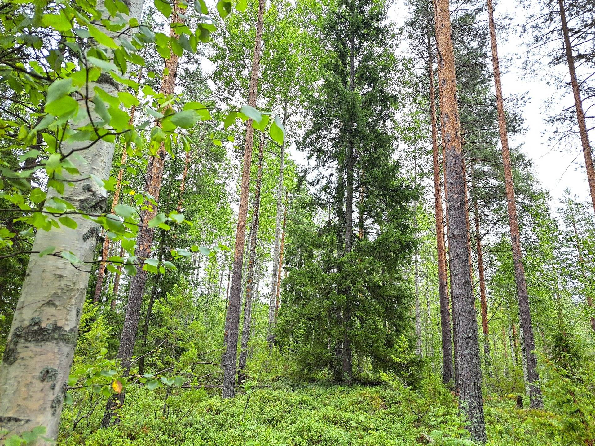 Halsua KORPI I 20:120 ja KORPI II 20:128 metsätilat yhteensä 58,0 ha 1