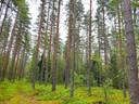 Perho KOIVULA 55:1 metsätila 19,0 ha 1