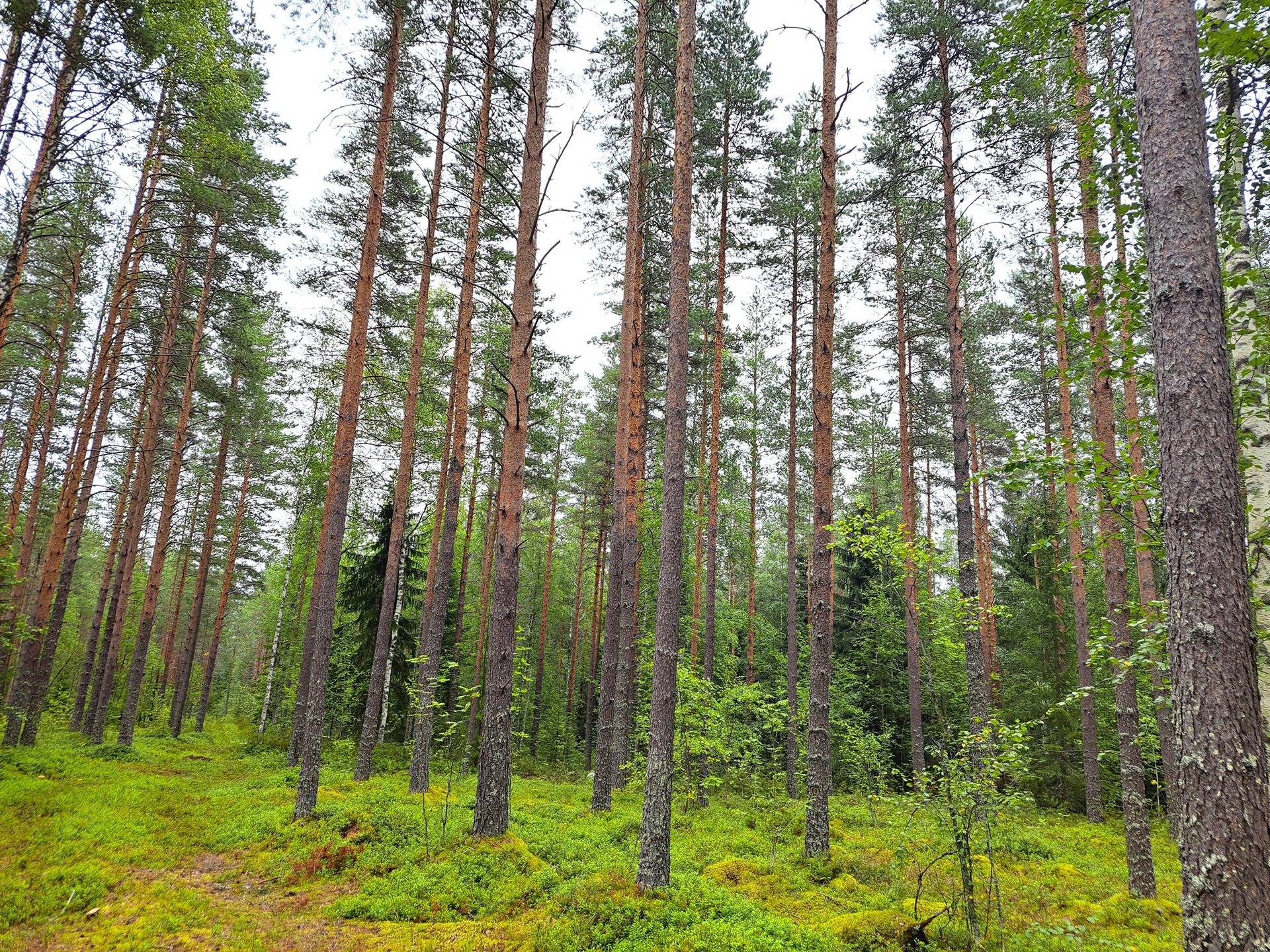 Perho KOIVULA 55:1 metsätila 19,0 ha 1