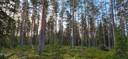 Metsätila Karviassa. Lylylammi 1