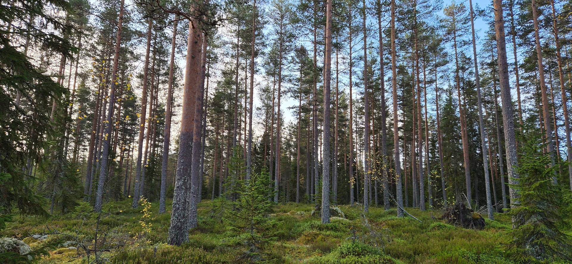 Metsätila Karviassa. Lylylammi 1
