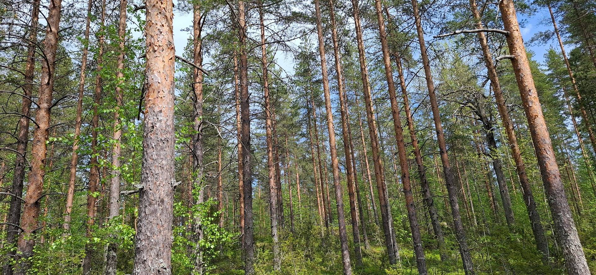 607-402-2-78 Ahosaari, Kinahmo 1