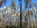 Laitala metsämääräalakiinteistö 785-409-7-120 n. 28,9 ha Vaalan Veneheitossa 1
