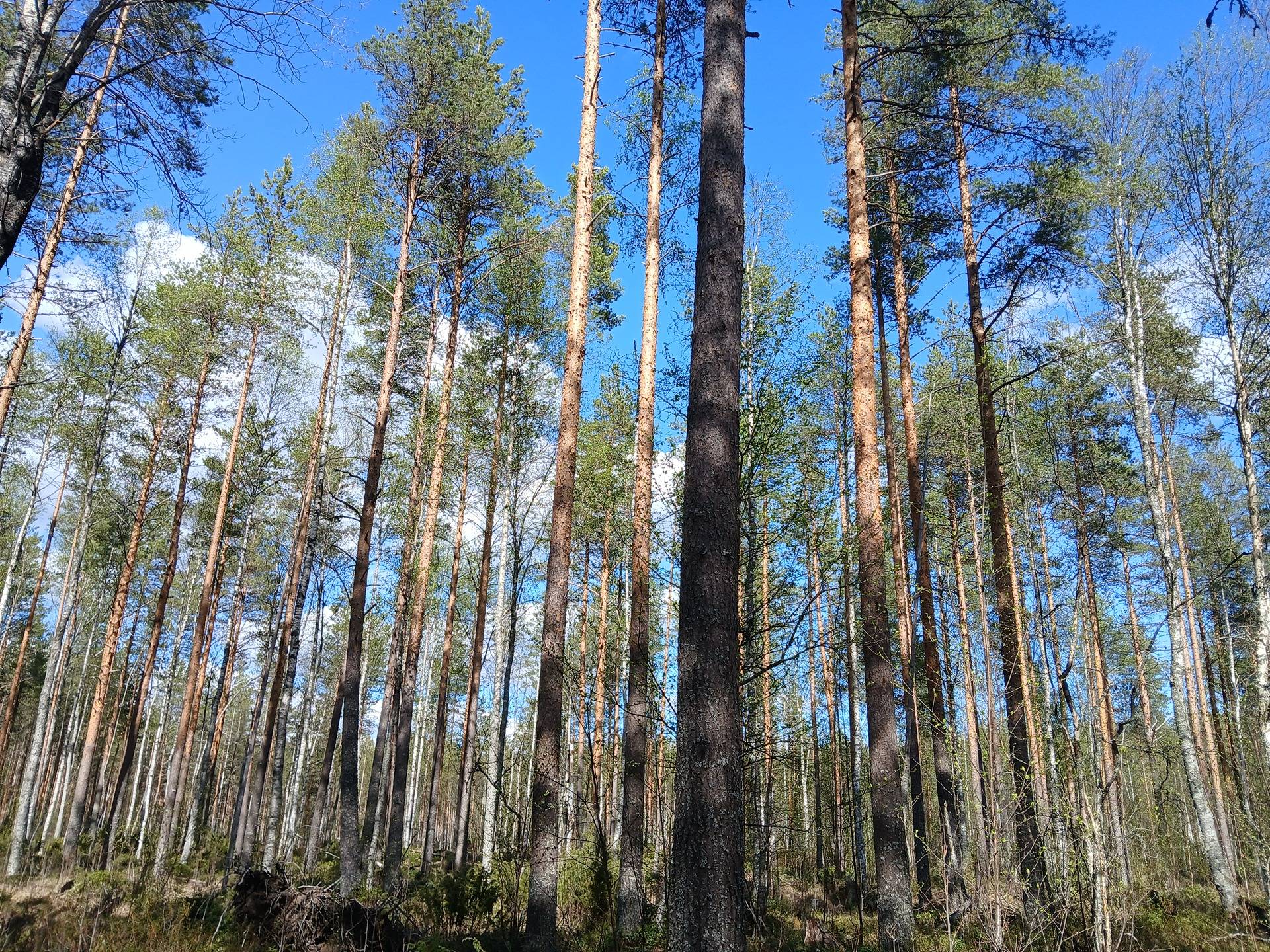 Laitala metsämääräalakiinteistö 785-409-7-120 n. 28,9 ha Vaalan Veneheitossa 1
