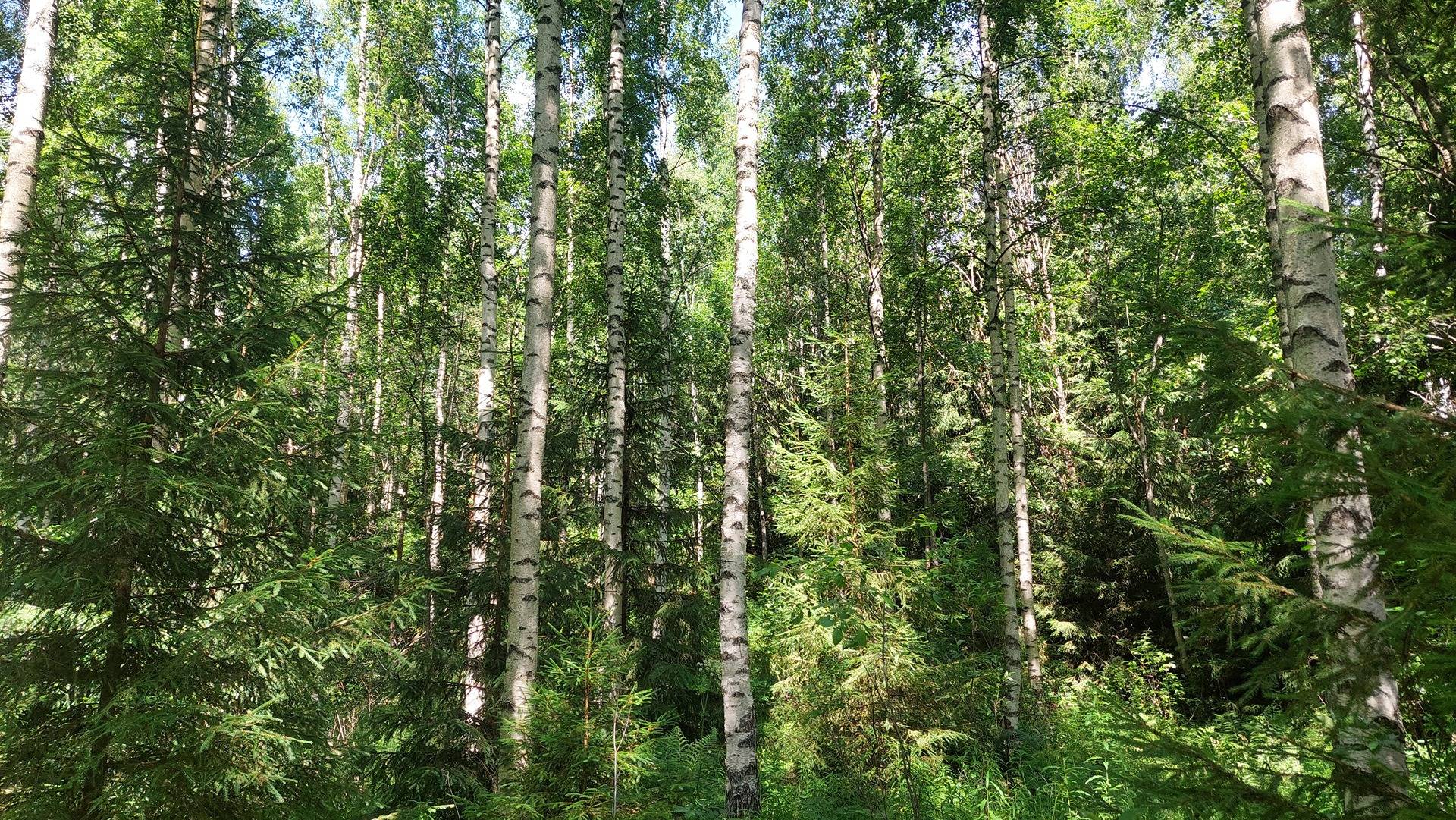 Pukinmäki 416-405-3-34 1