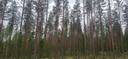 176-402-9-21 SEPPOLA, Halivaara 1