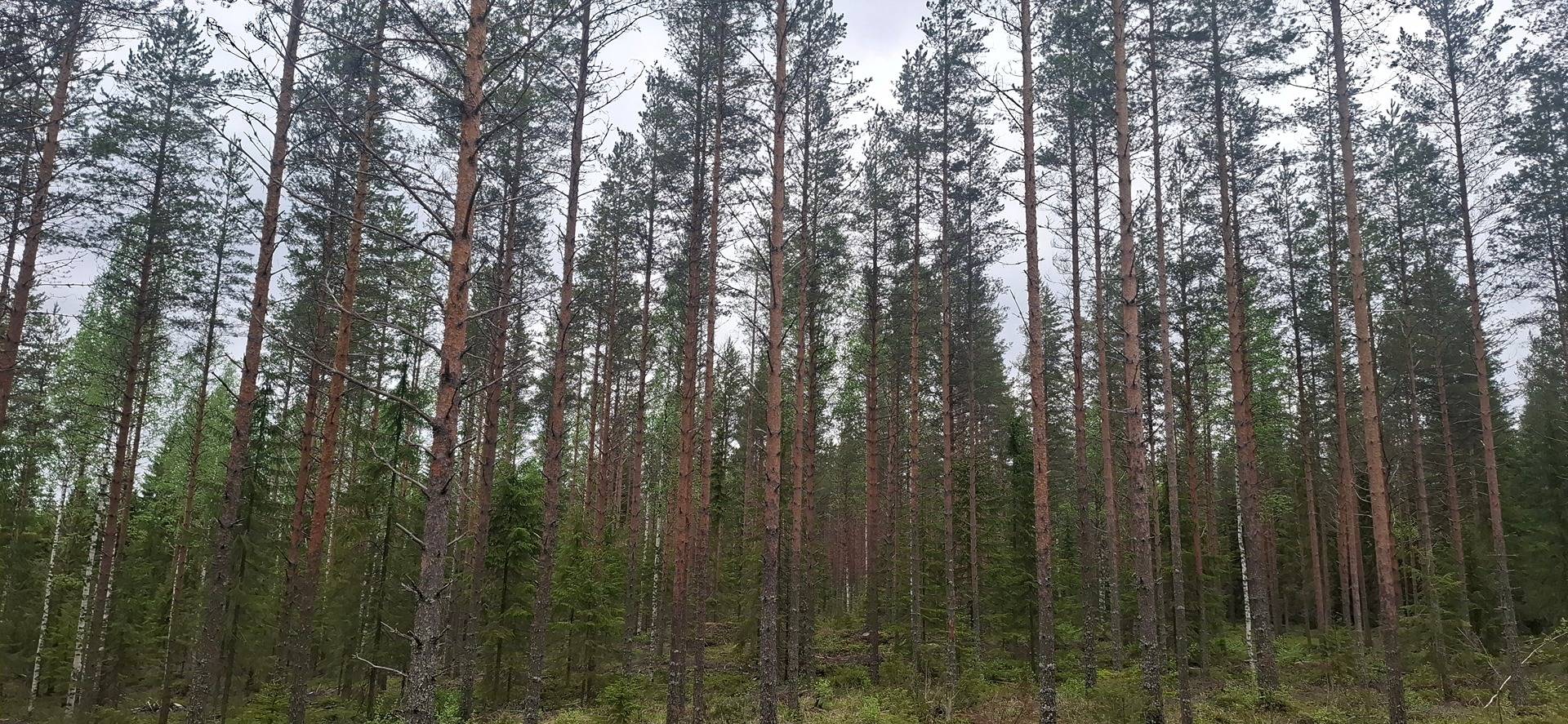 176-402-9-21 SEPPOLA, Halivaara 1