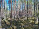Metsätila Lisä-Tuiskula 65:0 1