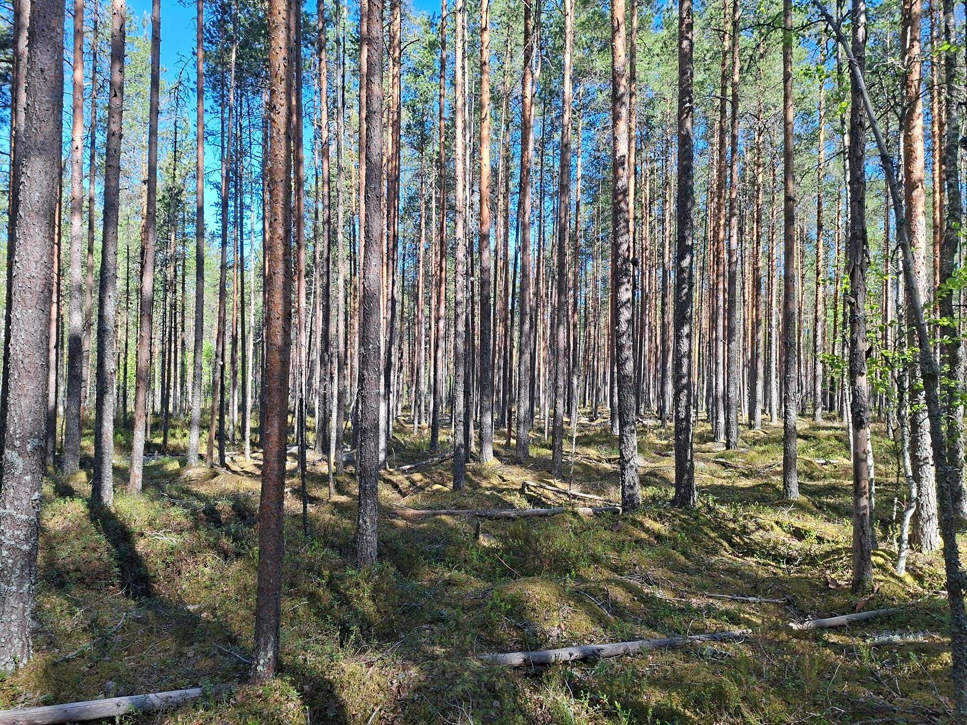 Metsätila Lisä-Tuiskula 65:0 1