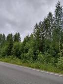 Pajalahti l 1-40 Pielavesi 1