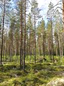 Metsätila Sompametsä 1:386 1