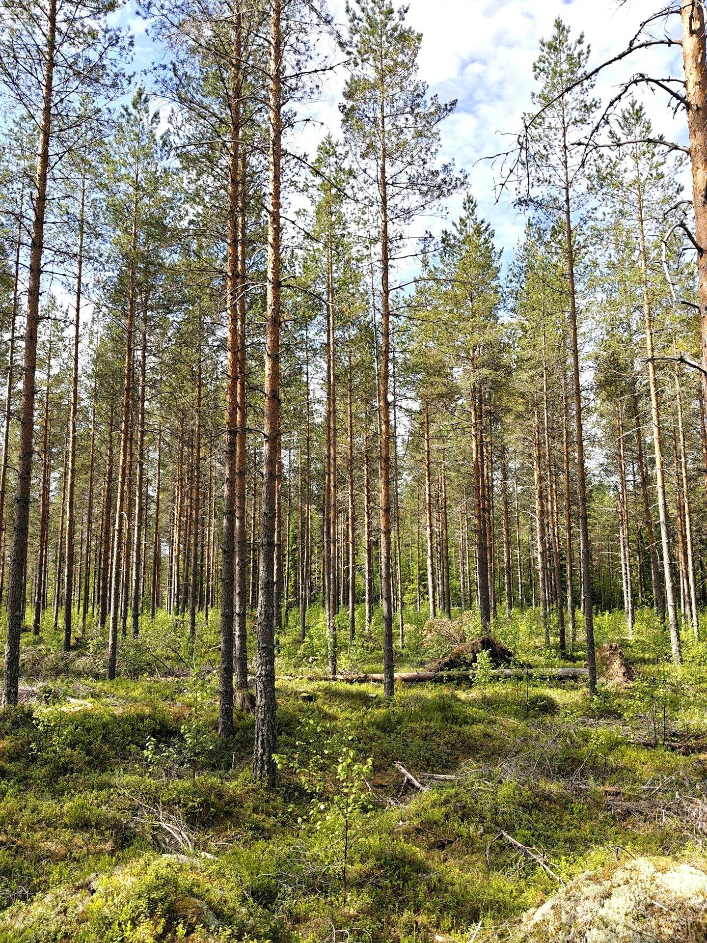 Metsätila Sompametsä 1:386 1