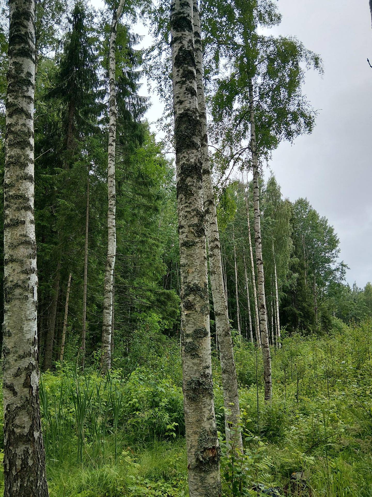 Tienpää 14-4 Pielavesi 1
