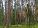 Metsätila Mäntylänmetsä 1:151, Salo, Vaskion Kuttila 1