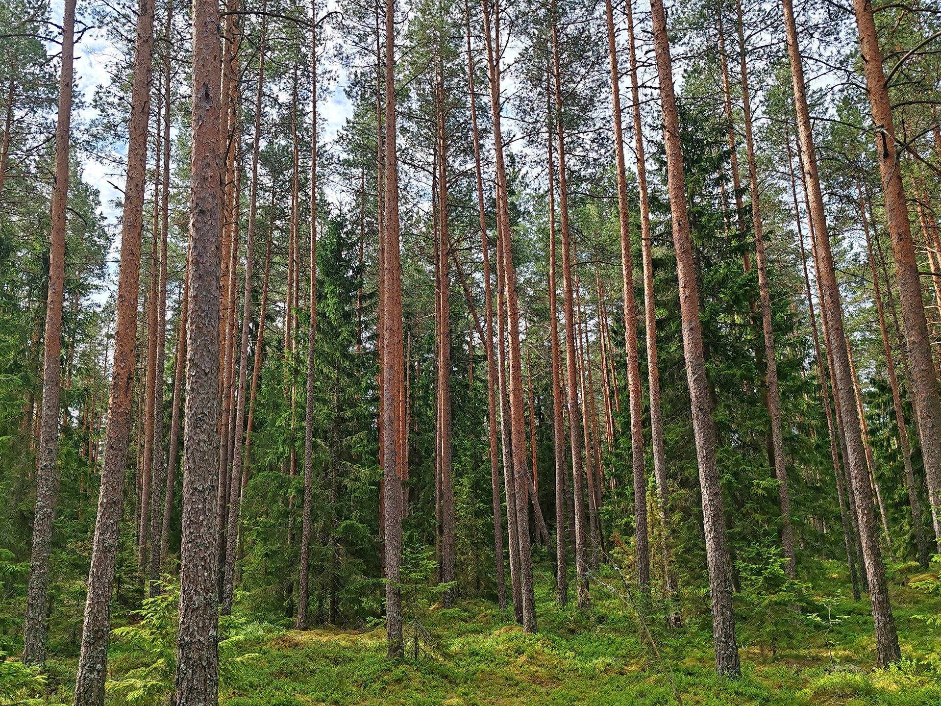 Metsätila Mäntylänmetsä 1:151, Salo, Vaskion Kuttila 1