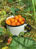 Kuusamon yhteismetsä osuus 0,021660 1