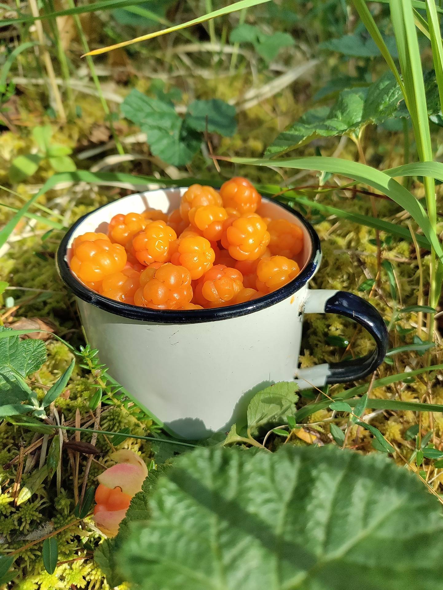 Kuusamon yhteismetsä osuus 0,021660 1